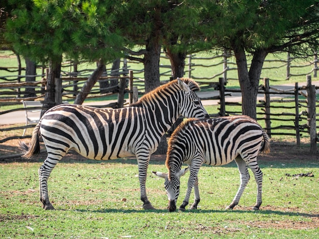 Vista de duas zebras em um zoológico com uma cerca de madeira na superfície