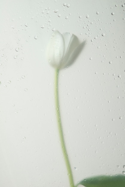 Foto grátis vista de flores de tulipa atrás do vidro condensado