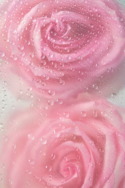 Vista de flores rosas atrás do vidro condensado