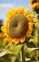 Foto grátis vista de girassol em flor