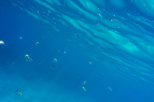 Vista de peixes nadando debaixo d'água