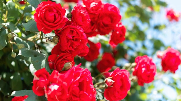 Vista de perto de um arbusto de rosas vermelhas