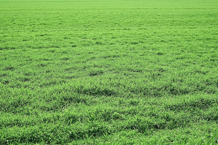 Foto grátis vista de um campo verde primavera com grama exuberante e luz solar com espaço de cópia. plantas verdes naturais da paisagem, ecologia do espaço, cuidado com a natureza. ideia de papel de parede fresco como plano de fundo