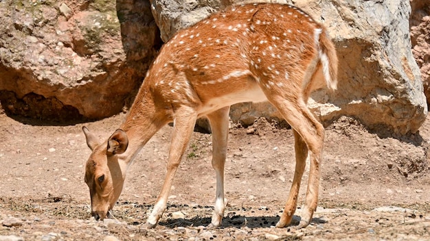 Vista de um cervo manchado no zoológico