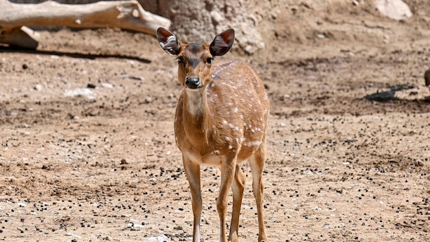 Foto grátis vista de um cervo manchado no zoológico