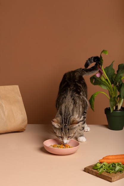 Vista de um gato comendo comida em uma tigela