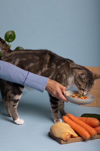 Vista de um gato comendo comida em uma tigela