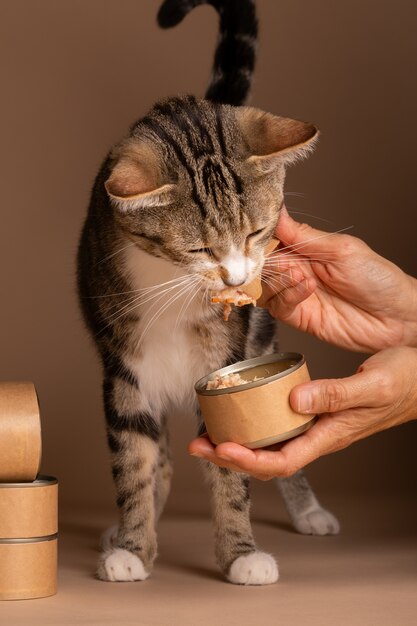 Vista de um gato comendo comida em uma tigela