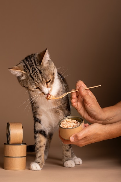 Vista de um gato comendo comida em uma tigela