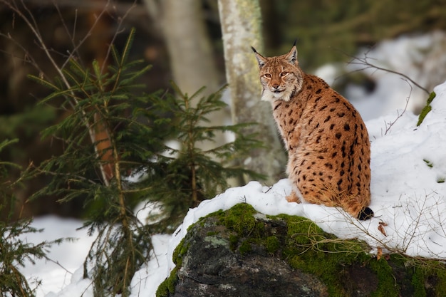 Vista de um gato selvagem curioso em busca de algo interessante em um bosque nevado em um dia gelado