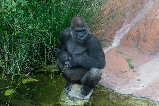 Vista de um gorila sentado em uma pedra no zoológico