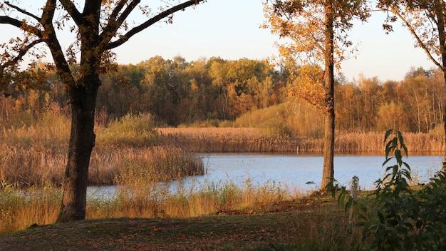 Vista de um lago cercado por gramíneas secas e árvores na floresta durante o pôr do sol