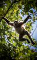 Foto grátis vista de um macaco gibão selvagem em uma árvore