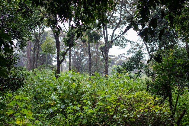 Vista deslumbrante da selva tropical verde com belas plantas e árvores em Samburu, Quênia