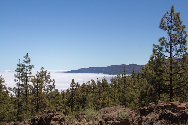 Vista deslumbrante das árvores nas colinas com montanhas nebulosas visíveis no