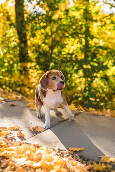 Vista dianteira, de, um, cachorro beagle, com, furar lingüeta, em, parque