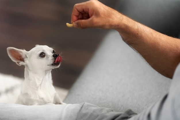 Foto grátis vista do adorável cachorro chihuahua recebendo algumas guloseimas em casa