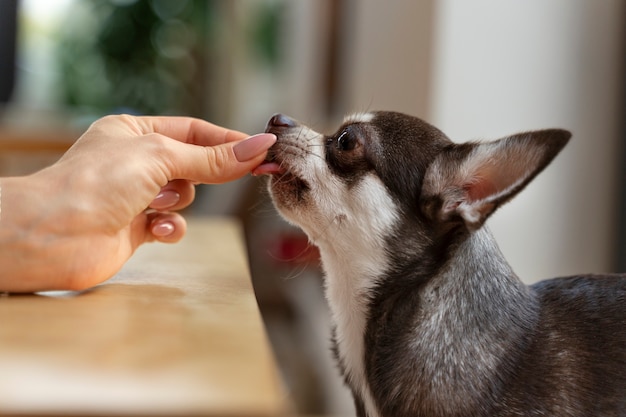 Vista do adorável cachorro chihuahua recebendo algumas guloseimas em casa