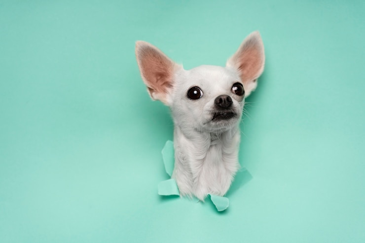 Foto grátis vista do adorável cachorro chihuahua saindo de papel rasgado