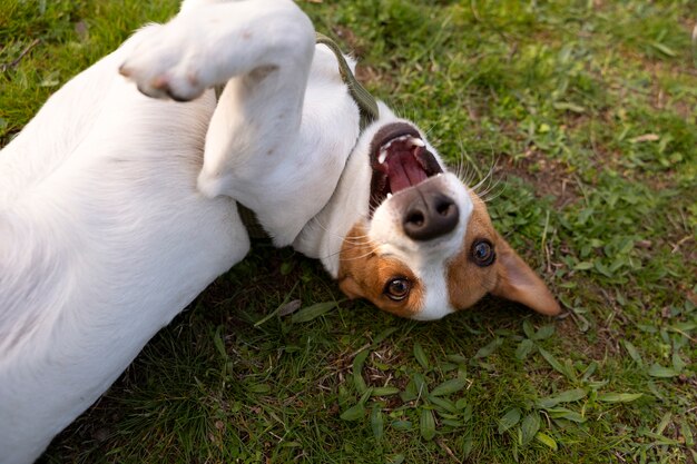 Vista do cachorro fofo aproveitando o tempo na natureza no parque