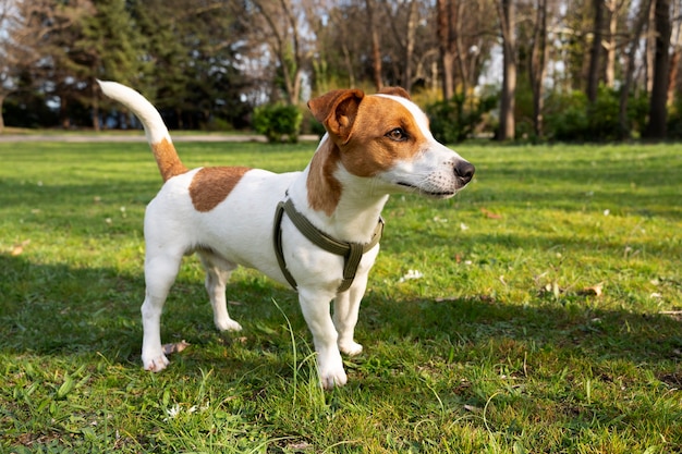 Foto grátis vista do cachorro fofo aproveitando o tempo na natureza no parque