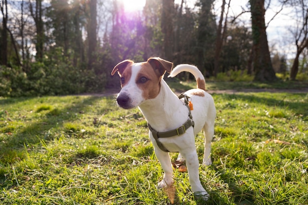 Foto grátis vista do cachorro fofo aproveitando o tempo na natureza no parque