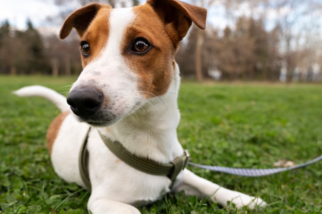 Vista do cachorro fofo aproveitando o tempo na natureza no parque