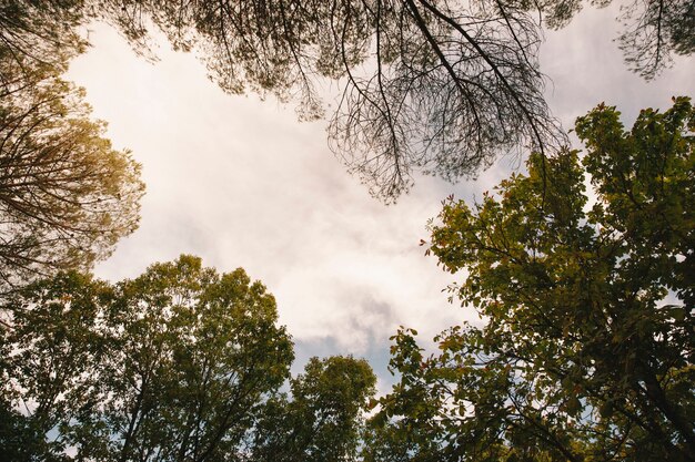 Vista do céu da floresta