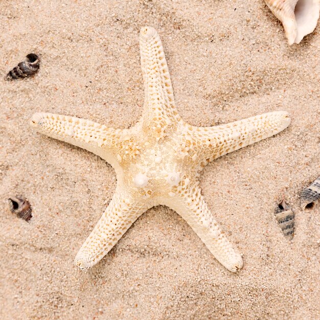 Vista do close-up de estrela do mar na areia