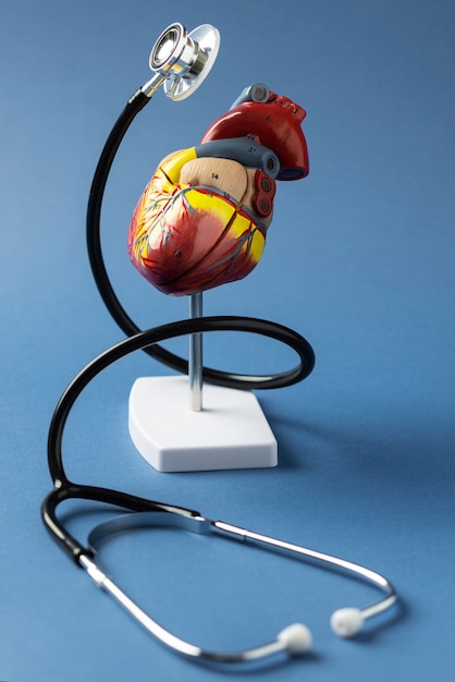 Vista do modelo anatômico do coração humano