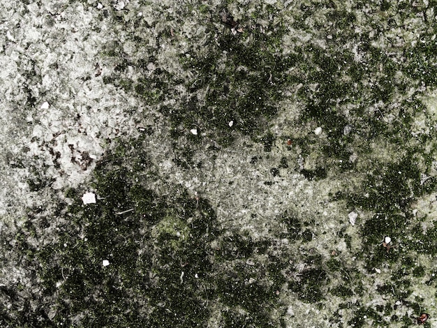 Foto grátis vista elevada da rocha com fundo de líquen e musgo