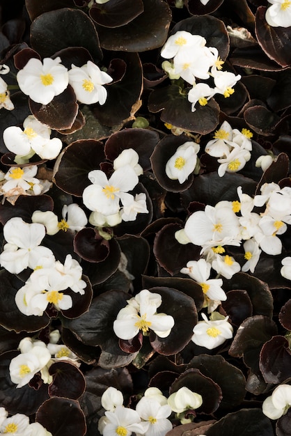 Foto grátis vista elevada, de, delicado, branca, begonia, flores