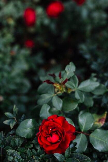 Vista elevada, de, delicado, flor vermelha