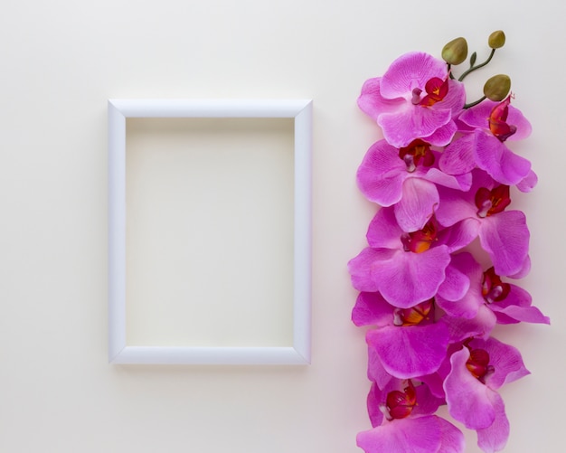 Vista elevada, de, em branco, frame foto, com, cor-de-rosa, orquídea, flores, acima, branca, fundo