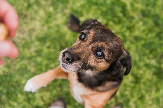 Vista elevada, de, um, cão, olhar, seu, proprietário