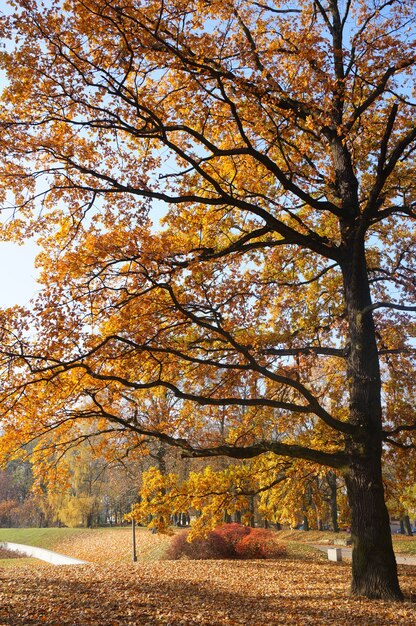 Vista fascinante da árvore alta com folhas amarelas no parque