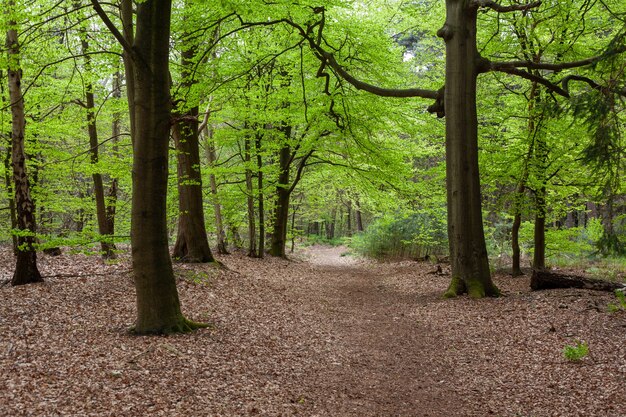 Vista fascinante da floresta perto de Zeist, na Holanda, com folhas no chão