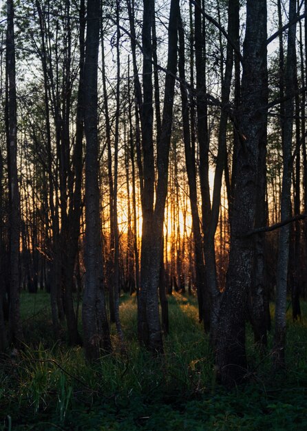 Vista fascinante das árvores altas e da grama na floresta durante o pôr do sol