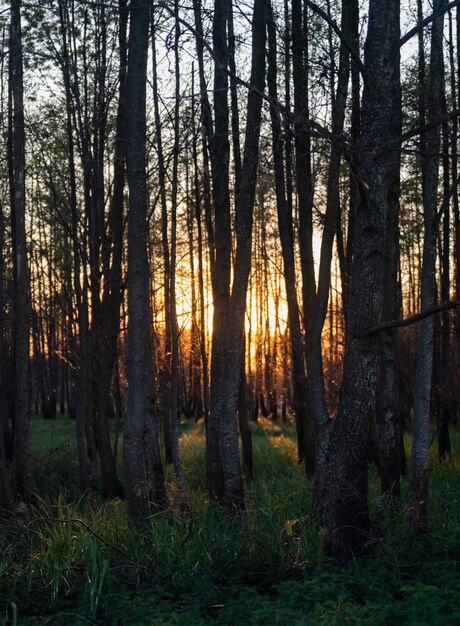 Vista fascinante das árvores altas e da grama na floresta durante o pôr do sol