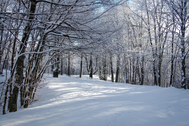 Vista fascinante do parque coberto de neve no inverno