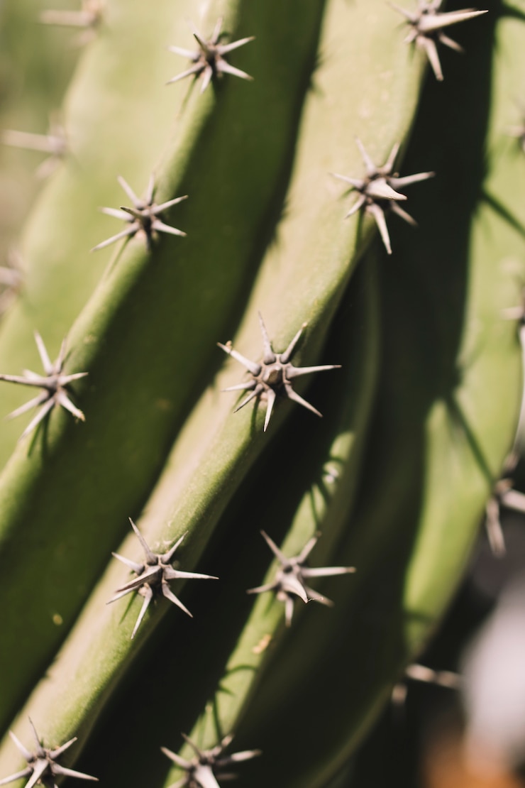 Foto grátis vista fechada de cactos