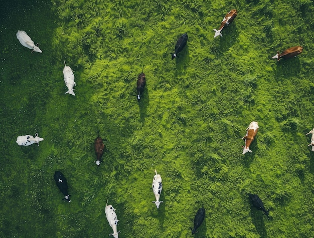 Foto grátis vista fotorrealista de vacas pastando na natureza ao ar livre