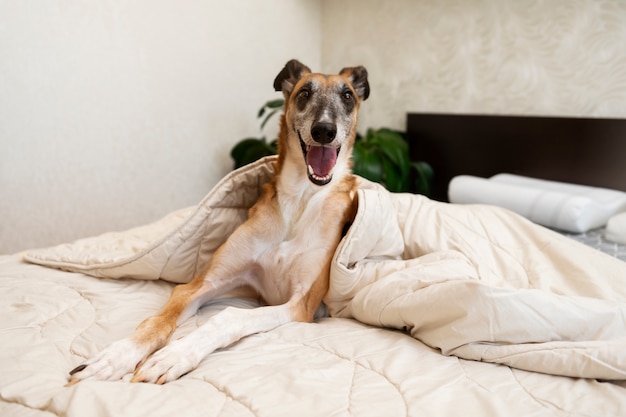 Foto grátis vista frontal cão galgo em casa