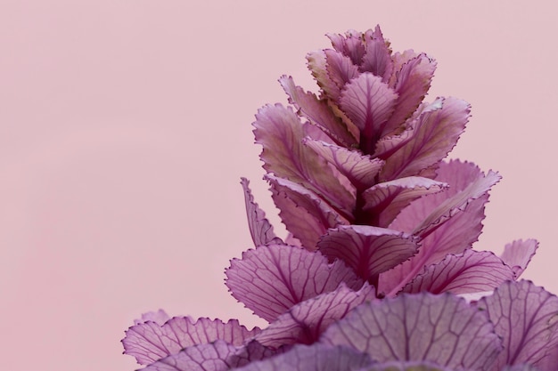 Foto grátis vista frontal da planta da primavera com espaço de cópia