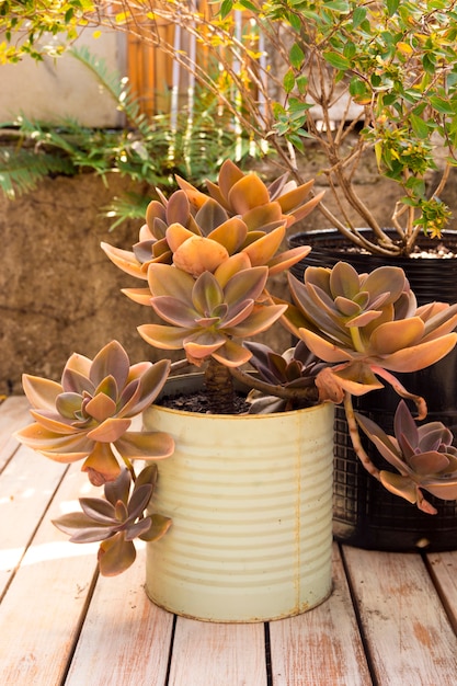 Foto grátis vista frontal da planta em vaso branco na mesa de madeira