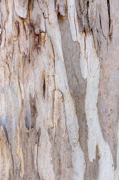 Vista frontal da textura da casca da árvore