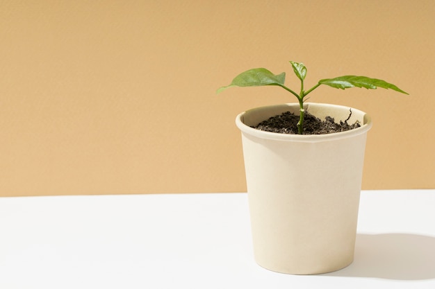 Vista frontal de plantas em crescimento