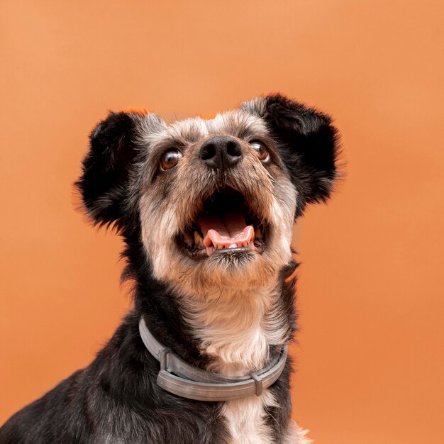 Vista frontal de um adorável cachorrinho sem raça definida com a boca bem aberta