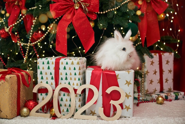 Foto grátis vista frontal de um coelho peludo branco fazendo uma sessão de fotos perto de uma árvore de natal decorada, símbolo do ano novo