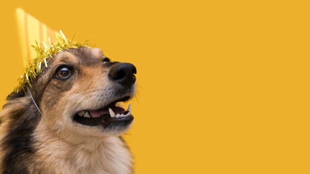 Foto grátis vista frontal de um lindo cachorro com espaço de cópia